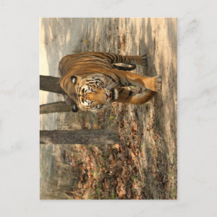 Postkarte Tiger