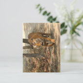 Postkarte Tiger (Stehend Vorderseite)