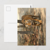 Postkarte Tiger (Vorne/Hinten)