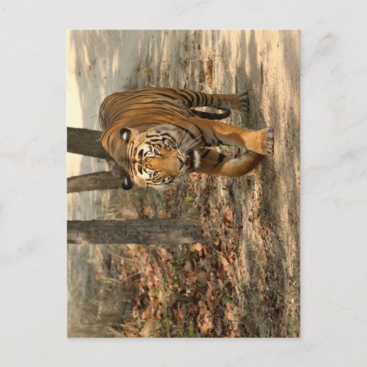 Postkarte Tiger (Vorderseite)