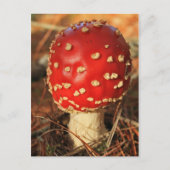 Postkarte Toadstol (Vorderseite)