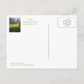 Postkarte/TOLEDO-BOTANISCHE GARTEN/GELBE TULIPS Postkarte (Rückseite)