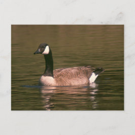 Postkarte - Tranquie Gans