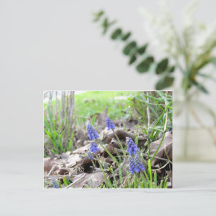 Postkarte - Traubenhyazinthe
