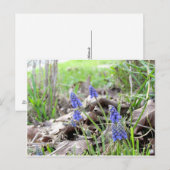 Postkarte - Traubenhyazinthe (Vorne/Hinten)