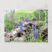 Postkarte - Traubenhyazinthe (Vorderseite)