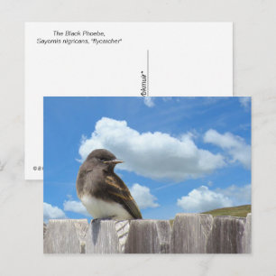 Postkarte - Trauertyrann auf Zaun