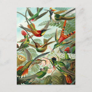 Postkarte: Trochilidae ("Hummingbirds") von Haecke Postkarte