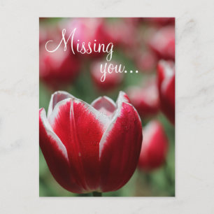 Postkarte/Tulip Postkarte