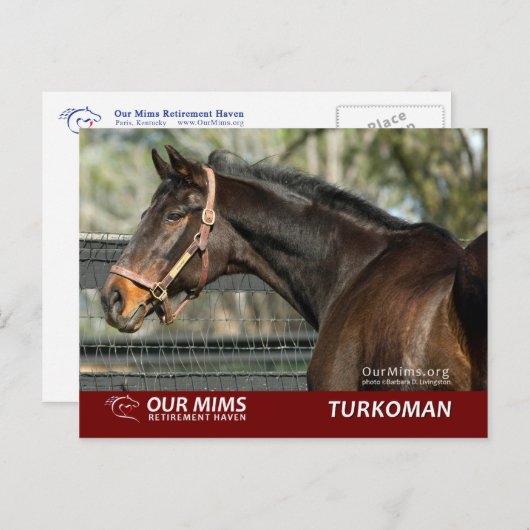 Postkarte Turkoman (Vorne/Hinten)