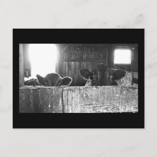 Postkarte überraschender Kühe.
