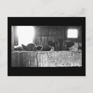 Postkarte überraschender Kühe.