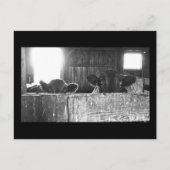 Postkarte überraschender Kühe. (Vorderseite)