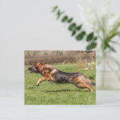 Postkarte überspringender deutscher Schäferhund Hu (Stehend Vorderseite)
