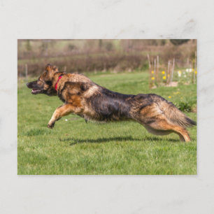 Postkarte überspringender deutscher Schäferhund Hu
