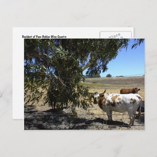 Postkarte: Unter Baum in Paso Robles, CA Postkarte (Vorne/Hinten)