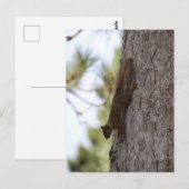 Postkarte "Updown Squirrel" (Vorne/Hinten)