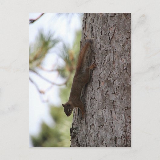 Postkarte "Updown Squirrel" (Vorderseite)