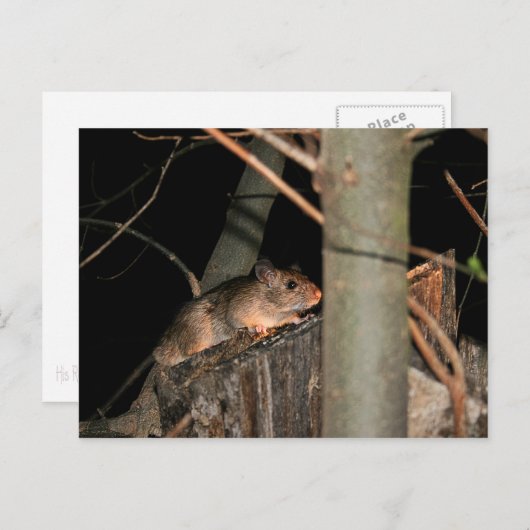 Postkarte verbergen (Vorne/Hinten)