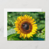 Postkarte - Vermont Sonnenblume (Vorne/Hinten)