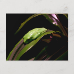 Postkarte "Verstecken in Schlichter Sicht"