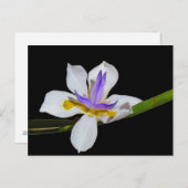 Postkarte - Vierzehntellilie (Vorne/Hinten)