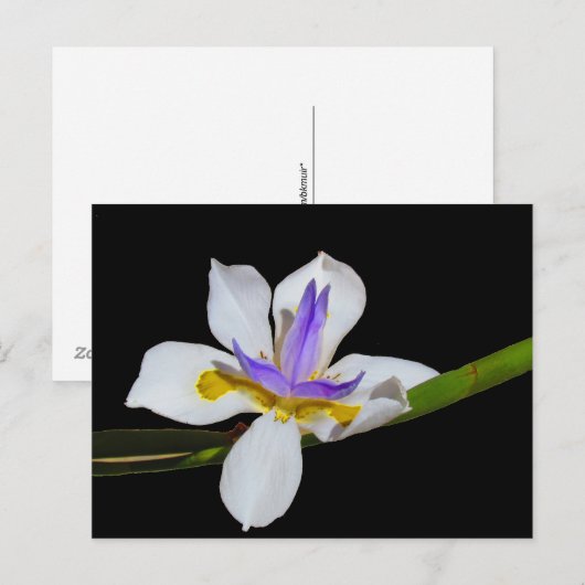 Postkarte - Vierzehntellilie (Vorne/Hinten)