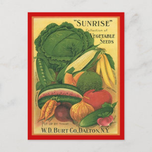 Postkarte Vintag antike Burt Gemüsepflanzung