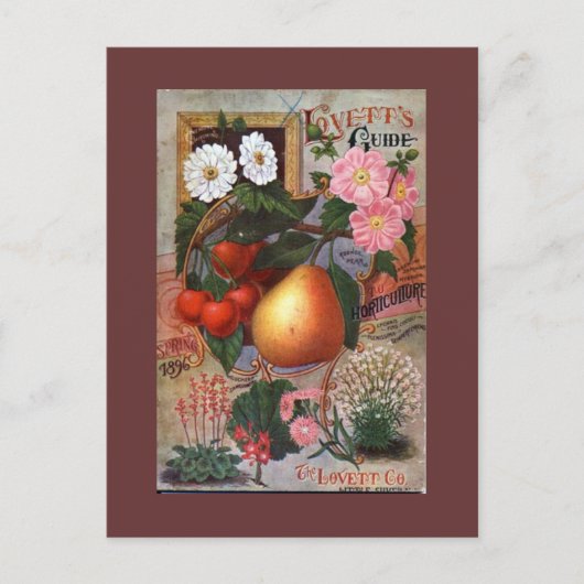 Postkarte - Vintage Blumenfruchtdarstellung (Vorderseite)