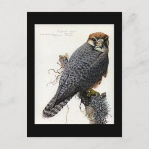 Postkarte-Vintage Chicago Art-Abyssinian Vögel 2 Postkarte