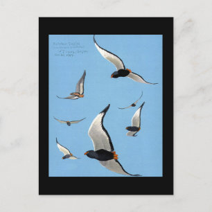 Postkarte-Vintage Chicago Art-Abyssinische Vögel 1 Postkarte