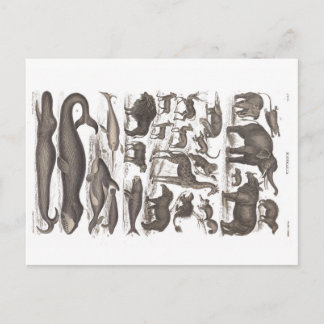 Postkarte Vintage Naturgeschichte Säugetiere