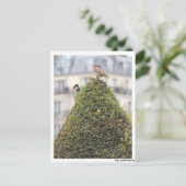 Postkarte - Vögel (Stehend Vorderseite)