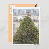 Postkarte - Vögel (Vorne/Hinten)