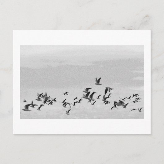 Postkarte Vögel im Flug (Vorderseite)