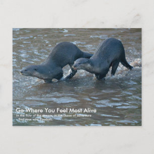 Postkarte von Glattfellottern