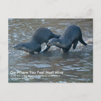 Postkarte von Glattfellottern