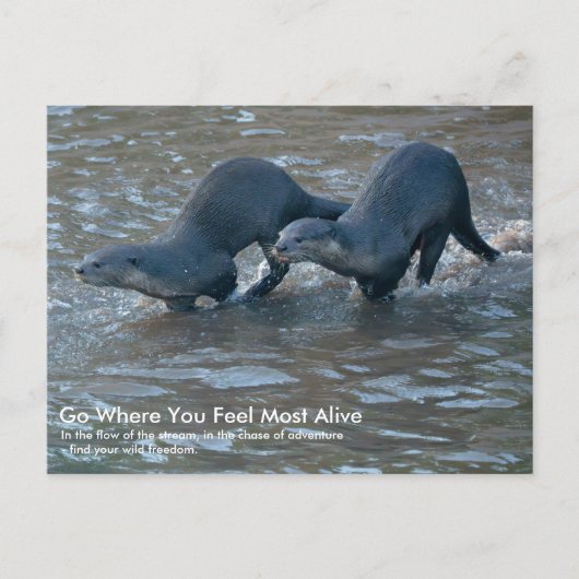 Postkarte von Glattfellottern (Vorderseite)