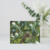 Postkarte von Iguana in Mango Tree (Stehend Vorderseite)