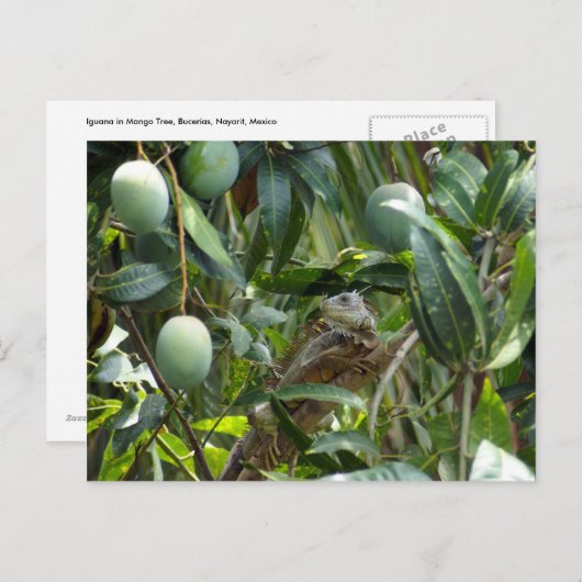 Postkarte von Iguana in Mango Tree (Vorne/Hinten)