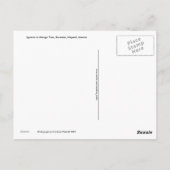 Postkarte von Iguana in Mango Tree (Rückseite)