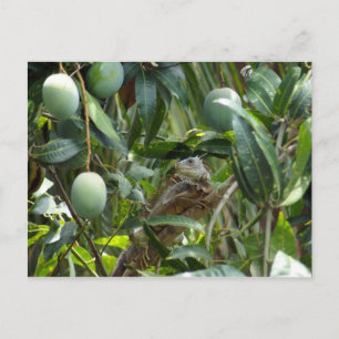 Postkarte von Iguana in Mango Tree