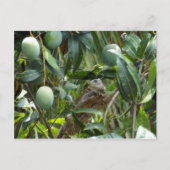 Postkarte von Iguana in Mango Tree (Vorderseite)