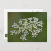 Postkarte von Königin Anne (Vorne/Hinten)