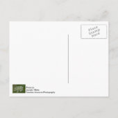 Postkarte von Königin Anne (Rückseite)