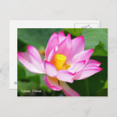 Postkarte von Lotus in China (Vorne/Hinten)