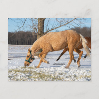 Postkarte von Lugos für die Ausreise