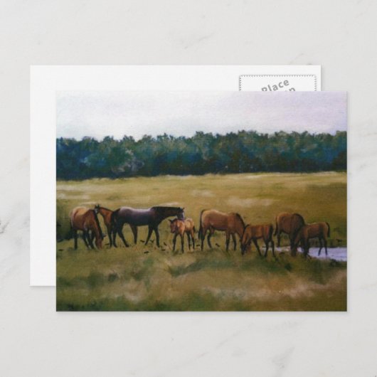 Postkarte von Mares und Foals (Vorne/Hinten)