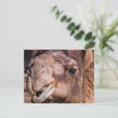 Postkarte von Smirking Camel (Stehend Vorderseite)
