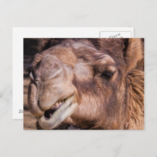 Postkarte von Smirking Camel (Vorne/Hinten)